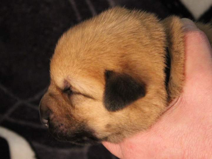 chinook puppy